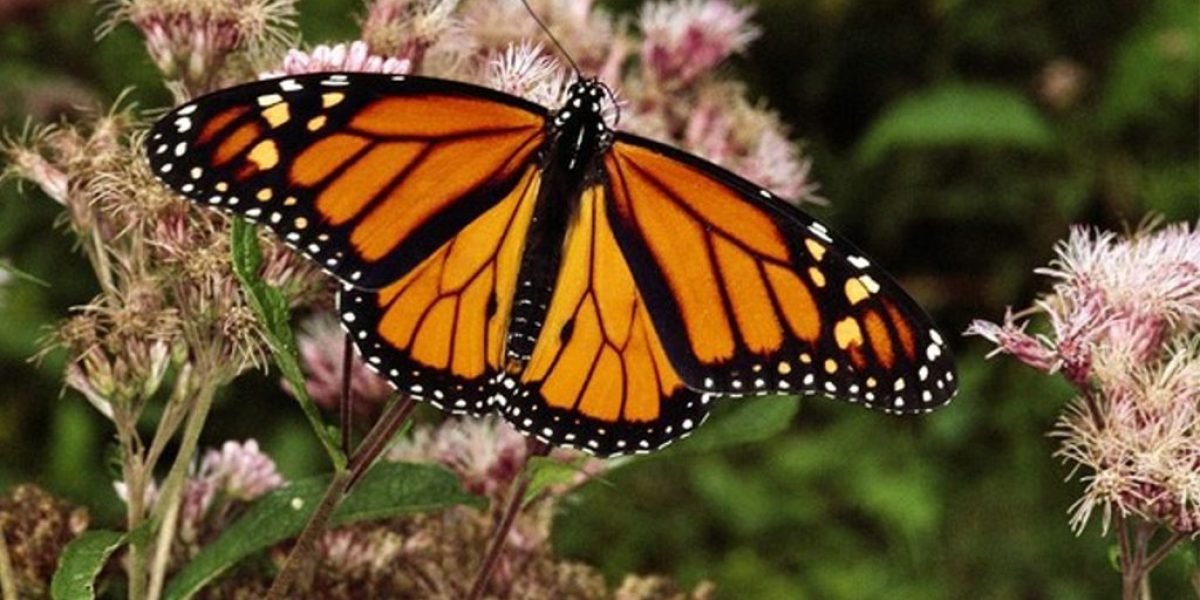 El misterio de la desaparición de las mariposas en el mundo