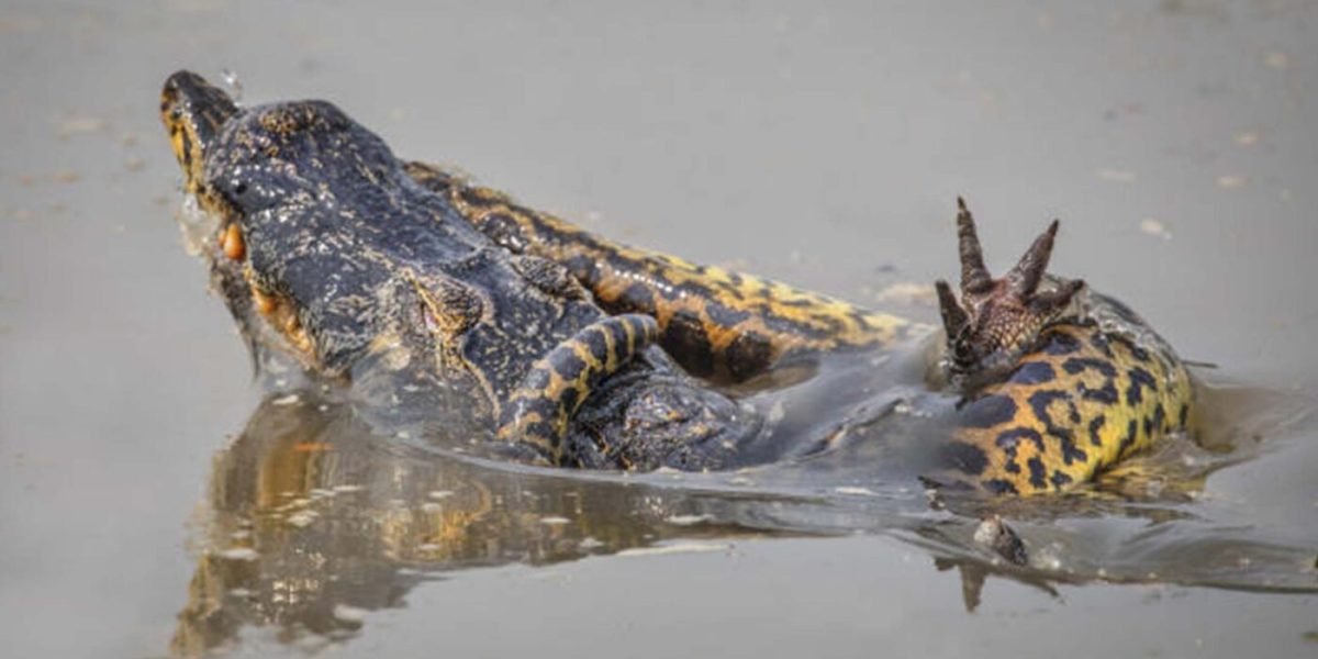 El impactante VIDEO de una anaconda sobre un caimán